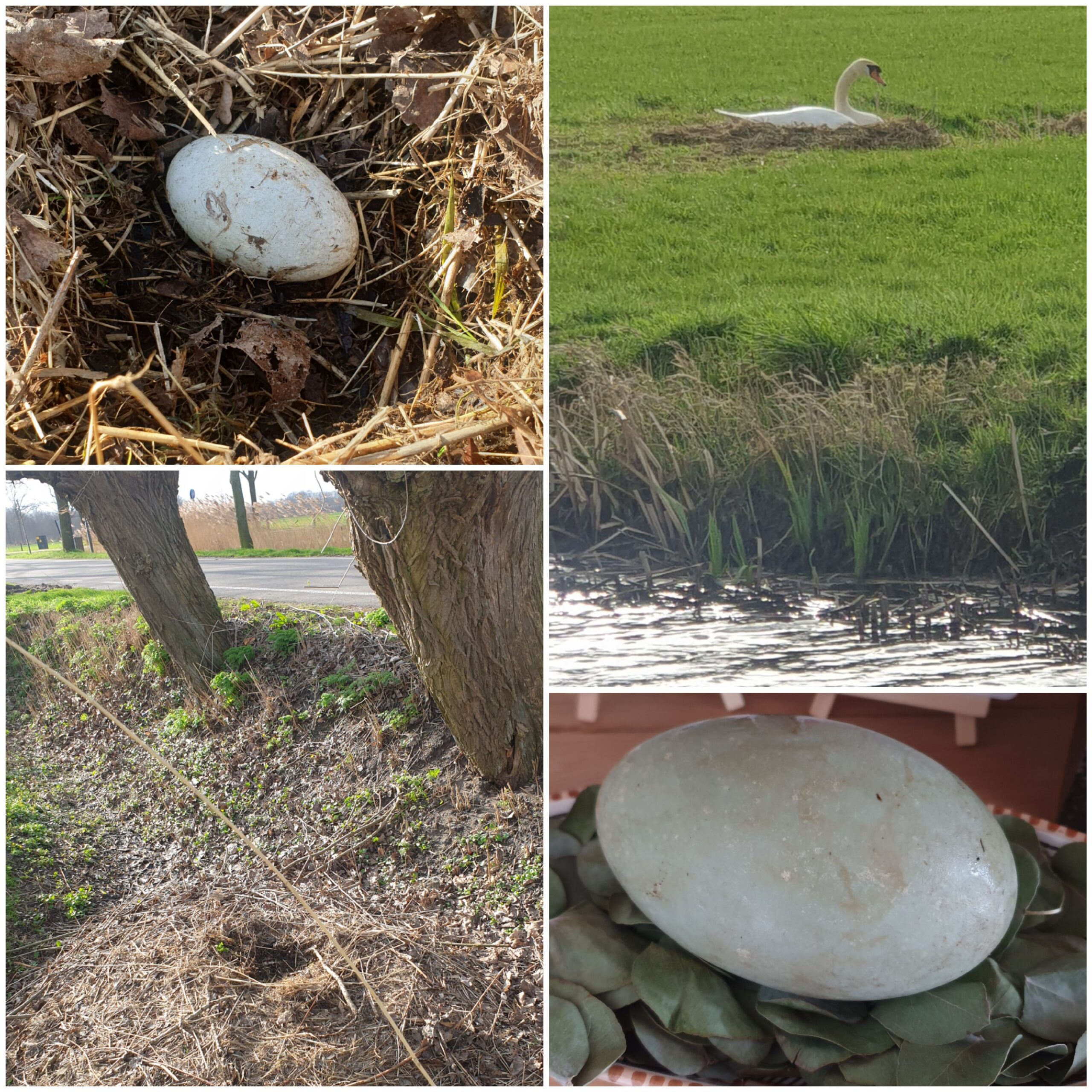 Uit welk nest kom jij?
